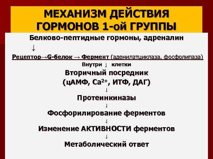 МЕХАНИЗМ ДЕЙСТВИЯ ГОРМОНОВ 1 -ой ГРУППЫ Белково-пептидные гормоны, адреналин ↓ Рецептор→G-белок → Фермент (аденилатциклаза,
