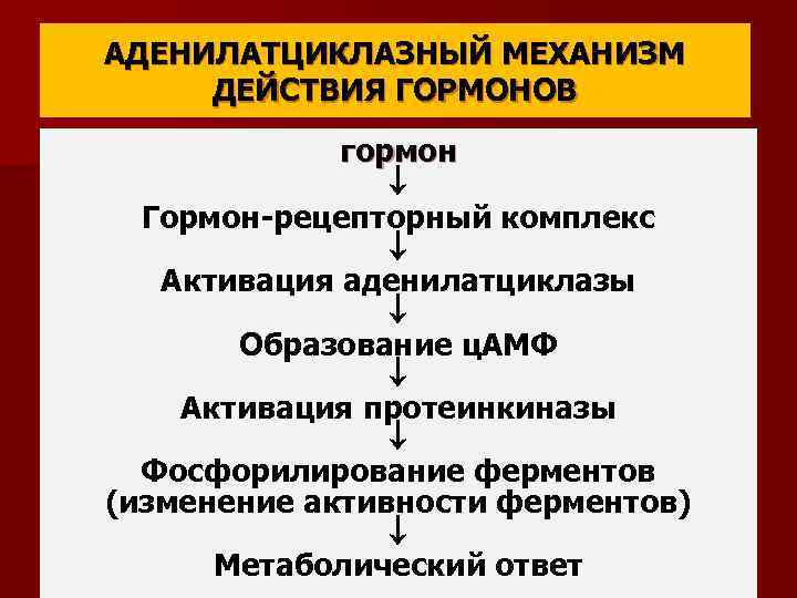 АДЕНИЛАТЦИКЛАЗНЫЙ МЕХАНИЗМ ДЕЙСТВИЯ ГОРМОНОВ гормон Гормон-рецепторный комплекс Активация аденилатциклазы Образование ц. АМФ Активация протеинкиназы