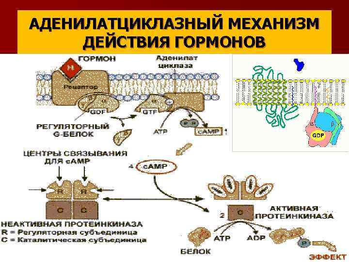 Биохимическая карта человека