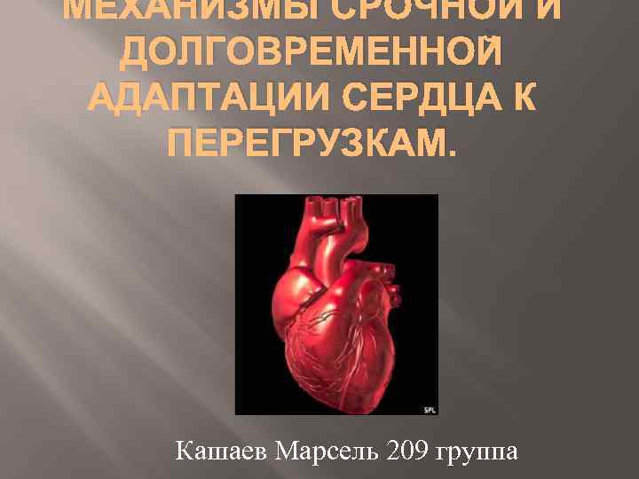 МЕХАНИЗМЫ СРОЧНОЙ И ДОЛГОВРЕМЕННОЙ АДАПТАЦИИ СЕРДЦА К ПЕРЕГРУЗКАМ. Кашаев Марсель 209 группа 