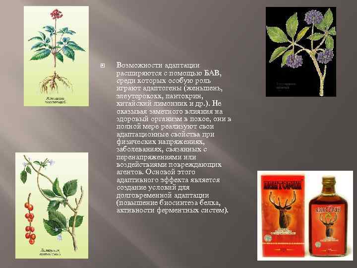  Возможности адаптации расширяются с помощью БАВ, среди которых особую роль играют адаптогены (женьшень,