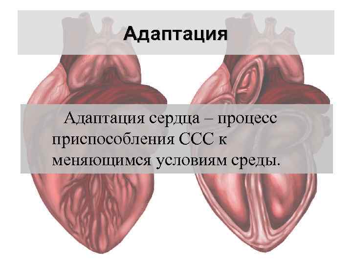 Адаптация сердечно сосудистой системы к нагрузкам. Адаптация ССС К физическим нагрузкам. Адаптация сердечно-сосудистой системы. Механизмы адаптации сердца при физической нагрузке. Механизмы срочной адаптации сердца.