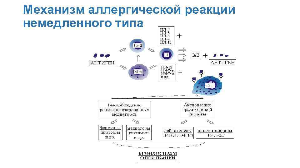 Механизм аллергической реакции немедленного типа 