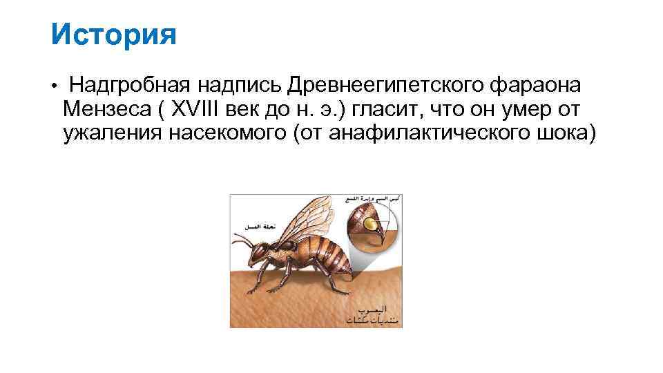 История • Надгробная надпись Древнеегипетского фараона Мензеса ( XVIII век до н. э. )