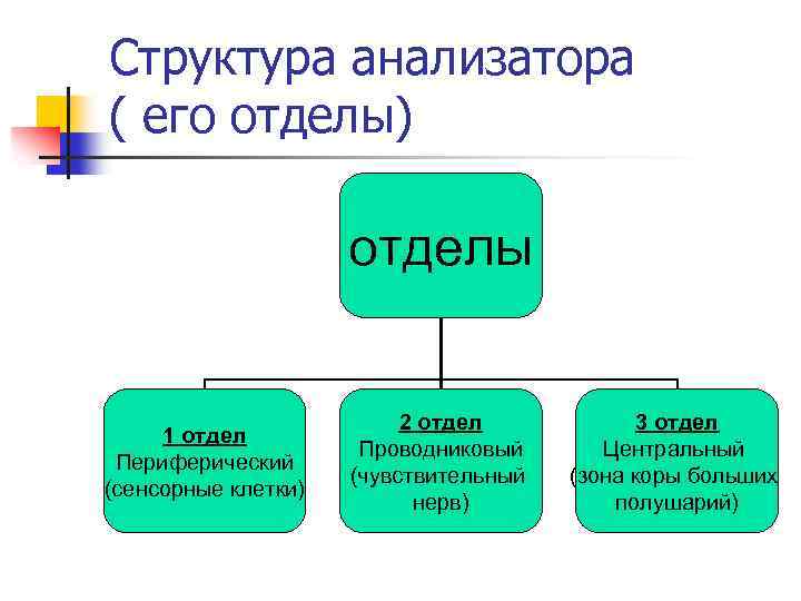 Структура анализатора ( его отделы) отделы 1 отдел Периферический (сенсорные клетки) 2 отдел Проводниковый