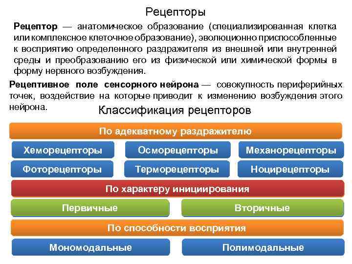 Рецепторы Рецептор — анатомическое образование (специализированная клетка или комплексное клеточное образование), эволюционно приспособленные к