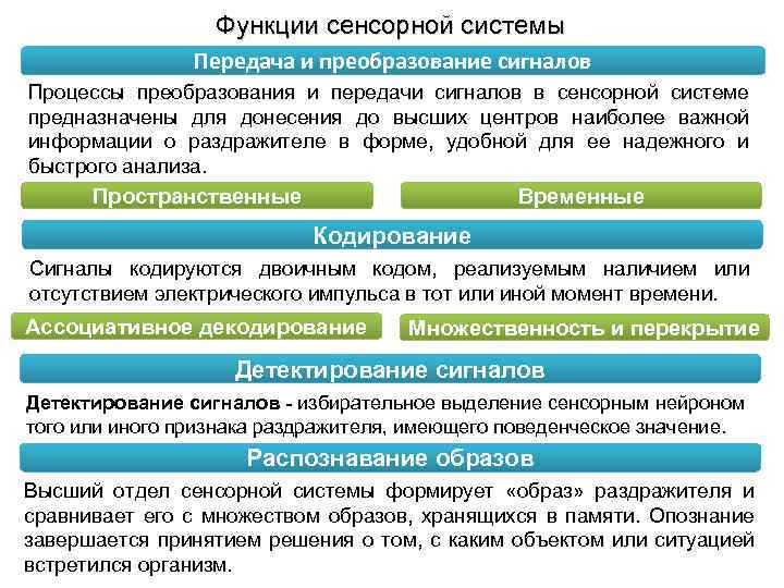 Функции сенсорной системы Передача и преобразование сигналов Процессы преобразования и передачи сигналов в сенсорной