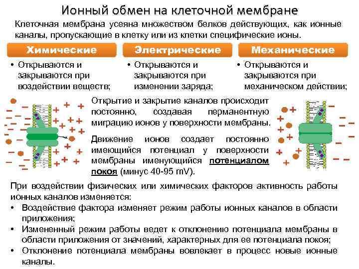 Ионный обмен на клеточной мембране Клеточная мембрана усеяна множеством белков действующих, как ионные каналы,