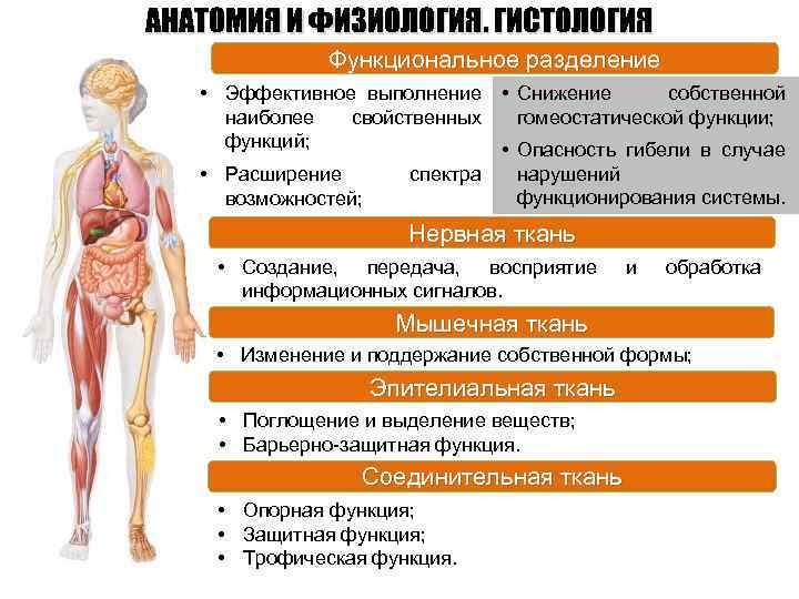 АНАТОМИЯ И ФИЗИОЛОГИЯ. ГИСТОЛОГИЯ Функциональное разделение • Эффективное выполнение • Снижение собственной наиболее свойственных