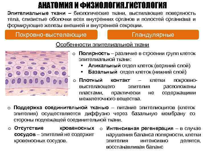 АНАТОМИЯ И ФИЗИОЛОГИЯ. ГИСТОЛОГИЯ Эпителиальные ткани – биологические ткани, выстилающие поверхность тела, слизистые оболочки