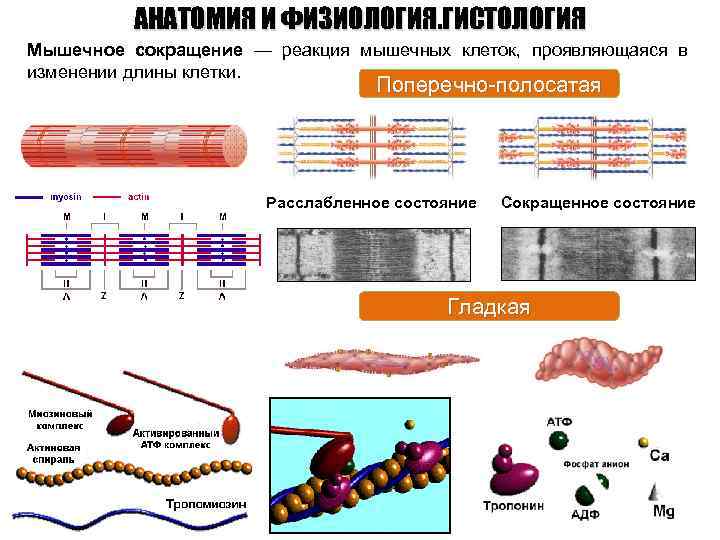 АНАТОМИЯ И ФИЗИОЛОГИЯ. ГИСТОЛОГИЯ Мышечное сокращение — реакция мышечных клеток, проявляющаяся в изменении длины