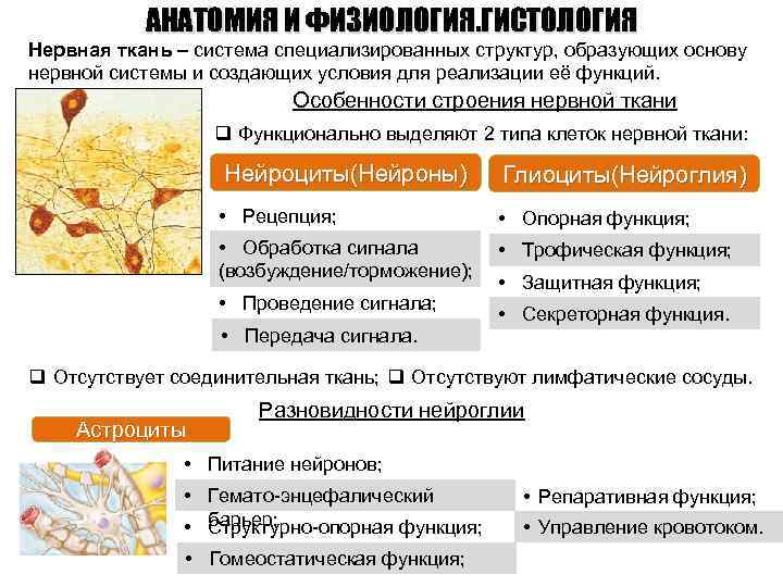 АНАТОМИЯ И ФИЗИОЛОГИЯ. ГИСТОЛОГИЯ Нервная ткань – система специализированных структур, образующих основу нервной системы