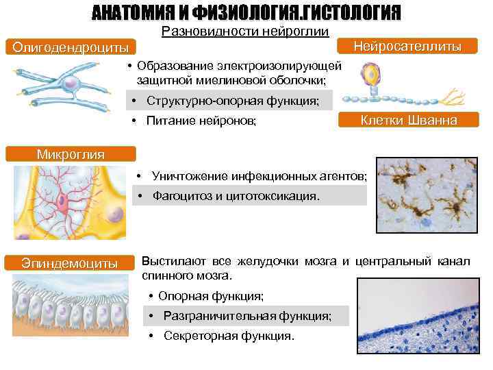 АНАТОМИЯ И ФИЗИОЛОГИЯ. ГИСТОЛОГИЯ Разновидности нейроглии Олигодендроциты Нейросателлиты • Образование электроизолирующей защитной миелиновой оболочки;