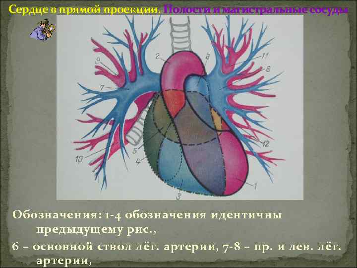 Сердце в прямой проекции. Полости и магистральные сосуды Обозначения: 1 -4 обозначения идентичны предыдущему