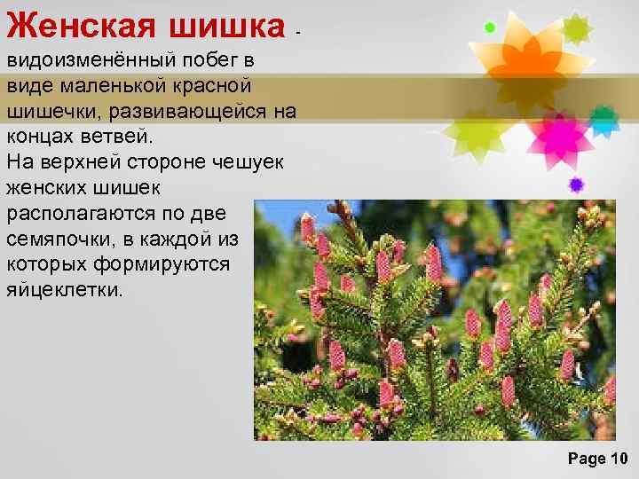 Женская шишка - видоизменённый побег в виде маленькой красной шишечки, развивающейся на концах ветвей.