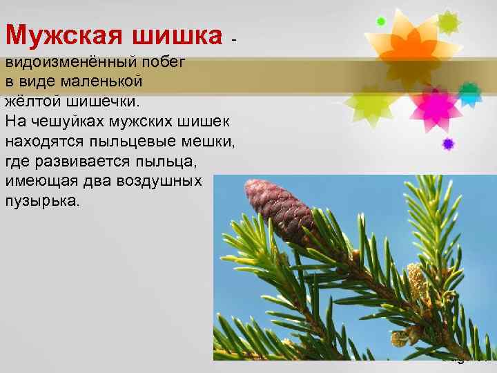 Мужская шишка - видоизменённый побег в виде маленькой жёлтой шишечки. На чешуйках мужских шишек