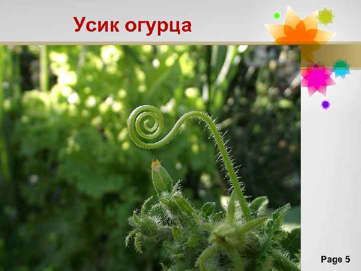 Усик огурца Page 5 