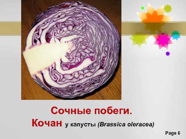 Сочные побеги. Кочан у капусты (Brassica oleracea) Page 6 