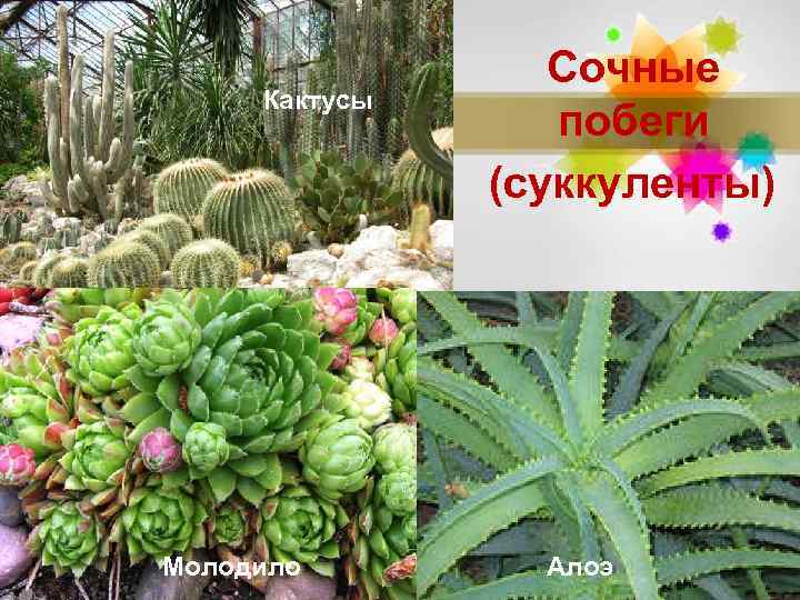 Кактусы Молодило Сочные побеги (суккуленты) Алоэ Page 7 