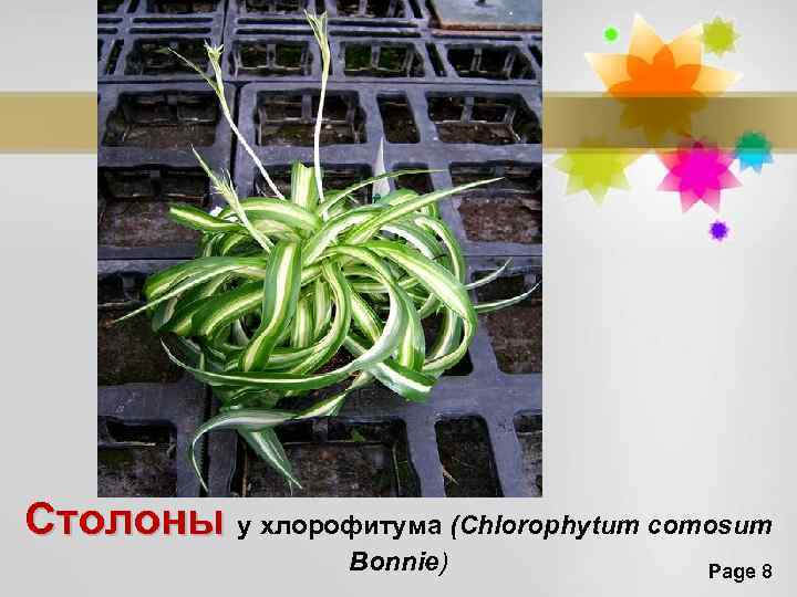 Столоны у хлорофитума (Chlorophytum comosum Столоны Bonnie) Page 8 