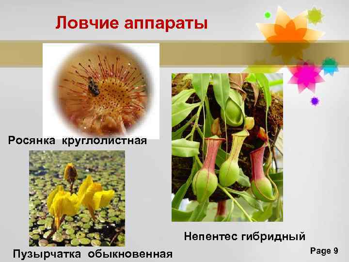 Ловчие аппараты Росянка круглолистная Непентес гибридный Пузырчатка обыкновенная Page 9 