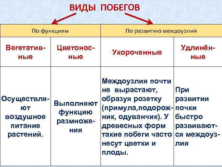 Функции побега. Виды побегов. Побег строение и функции. Типы побегов таблица. Виды изменения побегов.