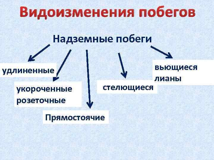 Видоизменения побегов. Надземные метаморфозы побега таблица. Видоизмененные надземные побеги таблица. Видоизменения надземных побегов таблица. Видоизменения надземных побегов.