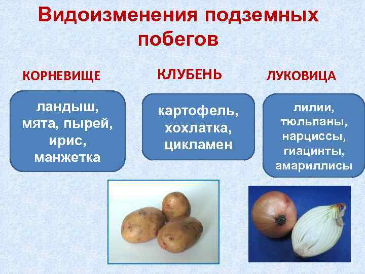 Видоизменения подземных побегов КОРНЕВИЩЕ КЛУБЕНЬ ландыш, мята, пырей, ирис, манжетка картофель, хохлатка, цикламен ЛУКОВИЦА