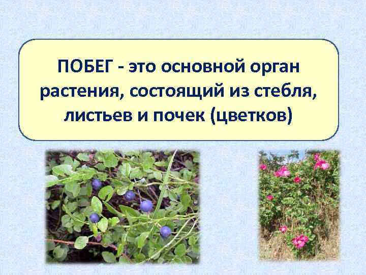 Побег это. Побег. Что относится к побегу. Значение побега у растений. Что не относится к побегу.