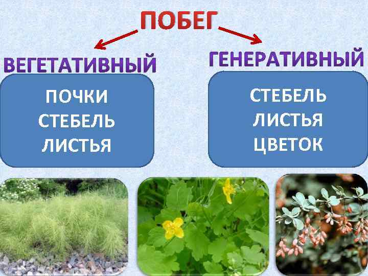 ПОБЕГ ПОЧКИ СТЕБЕЛЬ ЛИСТЬЯ ЦВЕТОК 