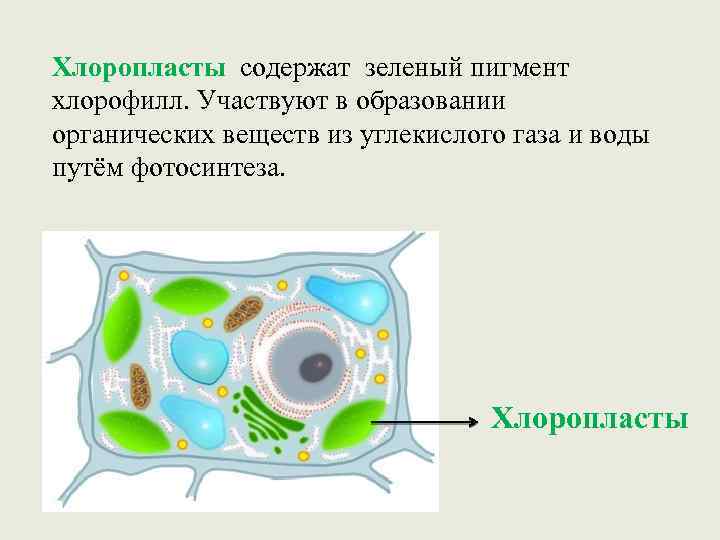 Рисунок растительной клетки 6 класс