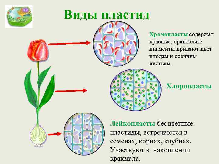 Виды пластид Хромопласты содержат красные, оранжевые пигменты придают цвет плодам и осенним листьям. Хлоропласты