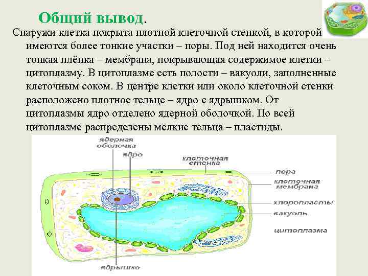 Клетка растений покрыта. Покрывает клетку снаружи. Растительная клетка снаружи покрыта. Содержимое клетки. Растительная клетка снаружи покры.