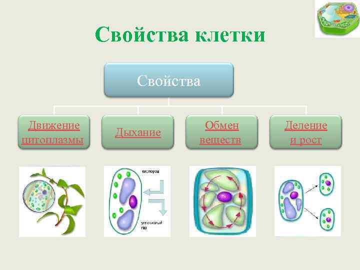 Вид состоит из клеток