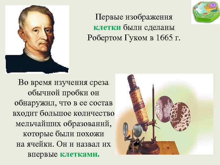 Первые изображения клетки были сделаны Робертом Гуком в 1665 г. Во время изучения среза