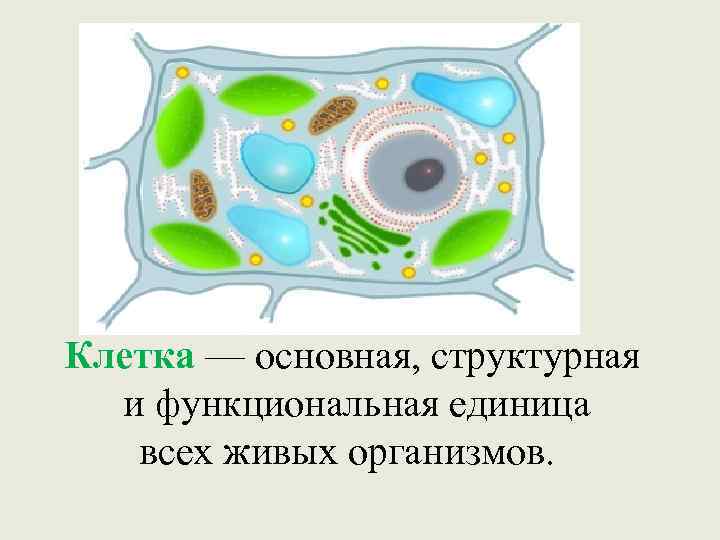 Рисунок растительной клетки 6 класс