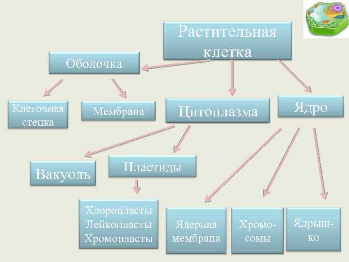 Растительная клетка Оболочка Клеточная стенка Мембрана Вакуоль Цитоплазма Ядро Пластиды Хлоропласты Лейкопласты Хромопласты Ядерная