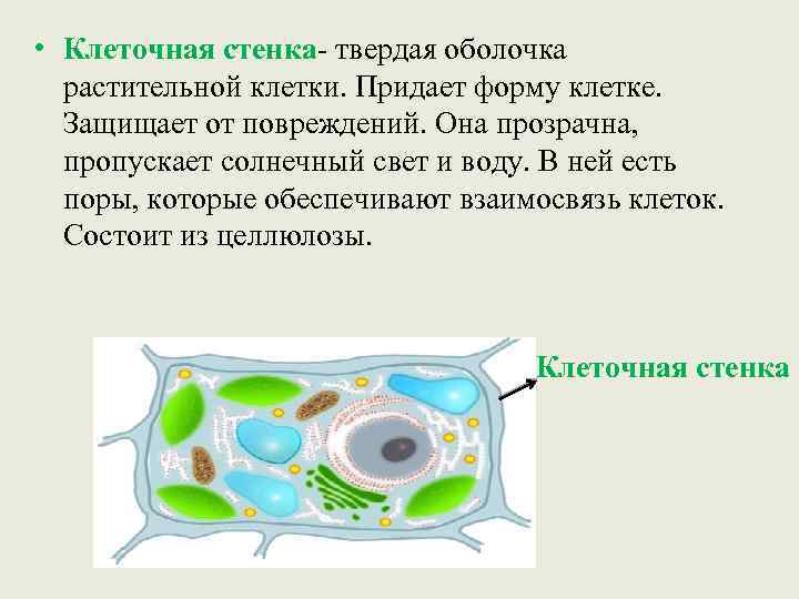 Строение растительной клетки 6 класс биология рисунок с подписями