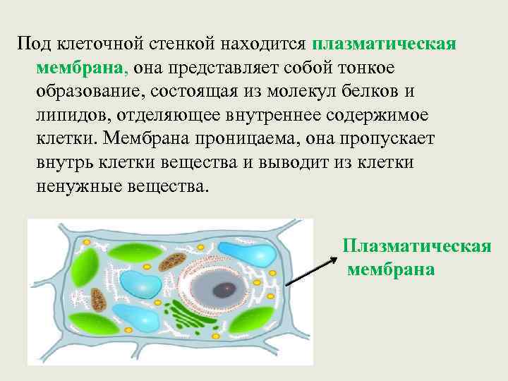 Под клеточной стенкой находится плазматическая мембрана, она представляет собой тонкое образование, состоящая из молекул