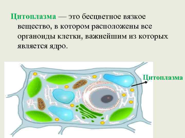 Рисунок растительной клетки 6 класс