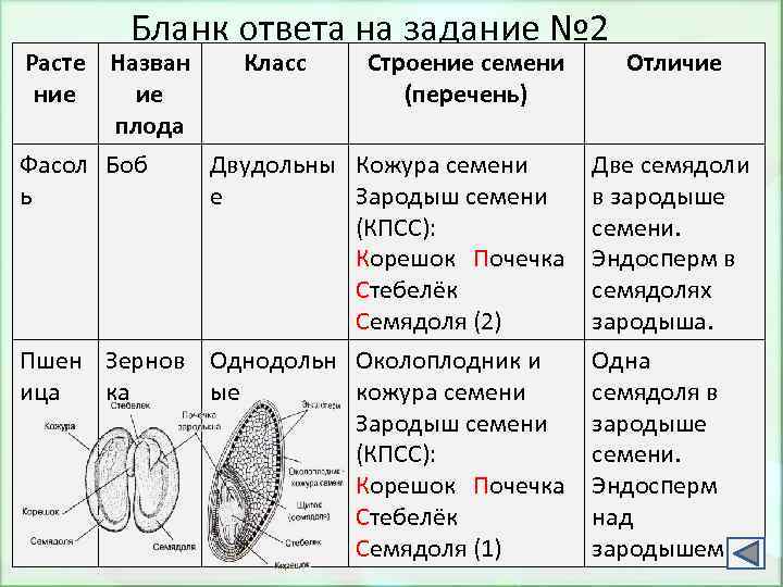 Бланк ответа на задание № 2 Расте Назван Класс Строение семени ние ие (перечень)