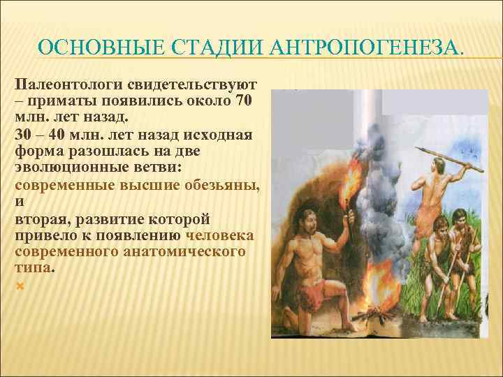 ОСНОВНЫЕ СТАДИИ АНТРОПОГЕНЕЗА. Палеонтологи свидетельствуют – приматы появились около 70 млн. лет назад. 30