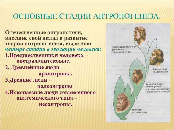 ОСНОВНЫЕ СТАДИИ АНТРОПОГЕНЕЗА. Отечественные антропологи, внесшие свой вклад в развитие теории антропогенеза, выделяют четыре