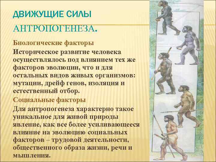 ДВИЖУЩИЕ СИЛЫ АНТРОПОГЕНЕЗА. Биологические факторы Историческое развитие человека осуществлялось под влиянием тех же факторов
