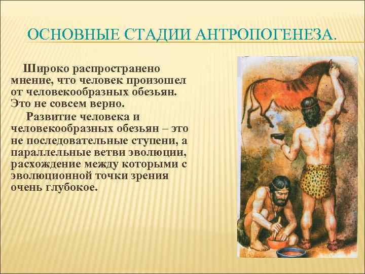 ОСНОВНЫЕ СТАДИИ АНТРОПОГЕНЕЗА. Широко распространено мнение, что человек произошел от человекообразных обезьян. Это не