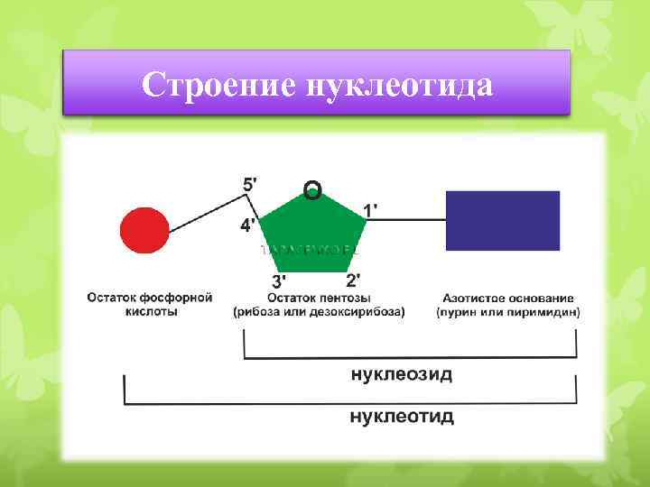 Строение нуклеотида 