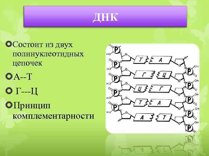 ДНК Состоит из двух полинуклеотидных цепочек А--Т Г---Ц Принцип комплементарности 
