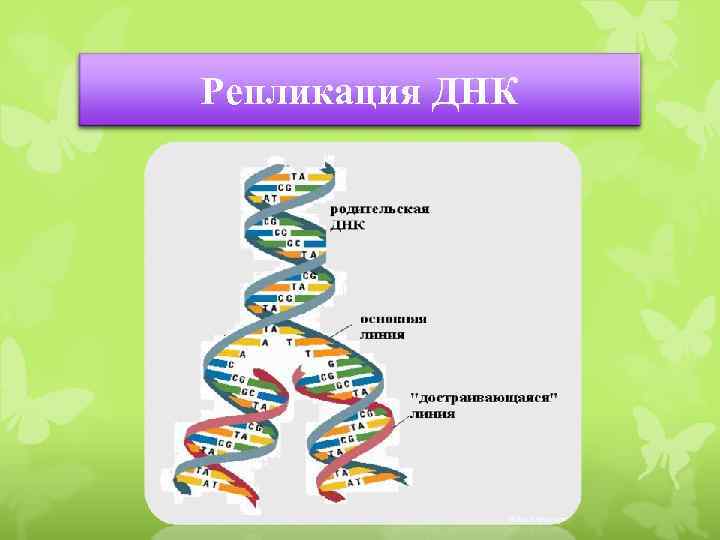 Репликация ДНК 