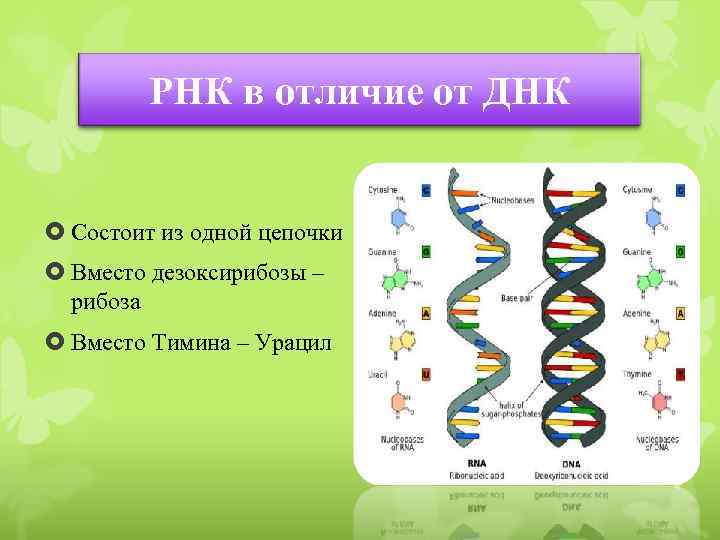 РНК в отличие от ДНК Состоит из одной цепочки Вместо дезоксирибозы – рибоза Вместо