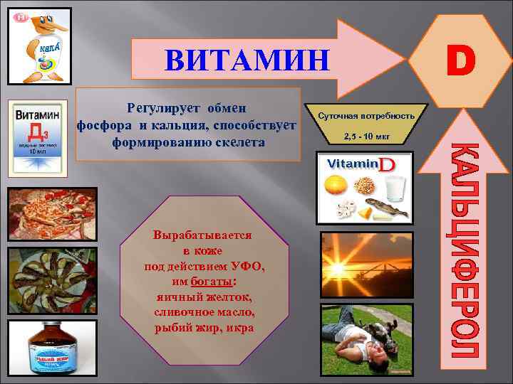 D ВИТАМИН Регулирует обмен фосфора и кальция, способствует формированию скелета Вырабатывается в коже под